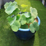 Egrow,Lotus,Flower,Seeds,Aquatic,Plants,Bonsai,Lotus,Seeds,Perennial,Plant,Garden