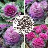 100PCS,Dwarf,Curled,Garden,Organic,Vegetable,Seeds