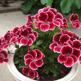 Egrow,Univalve,Geranium,Seeds,Perennial,Flower,Pelargonium,Seeds,Indoor
