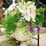 Egrow,Colorful,Janpanse,Coleus,Seeds,Garden,Foliage,Plants,Flowers,Bonsai