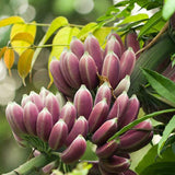 Egrow,Banana,Seeds,Itinerans,Burmese,Garden,Plant