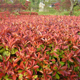 Egrow,Serrulata,Seeds,Photinia,Serrulata,Plant,Robin,Garden,Decoration