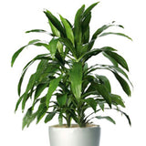 Egrow,Dracaena,Seeds,Cycas,Bonsai,Balcony,Potted,Dracaena,Garden,Decoartion