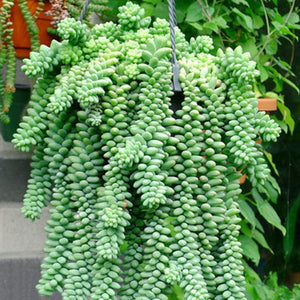 Egrow,Sedum,Succulent,Seeds,Potted,Plant,Flowers,Radiation,Fleshy,Bonsai