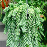 Egrow,Sedum,Succulent,Seeds,Potted,Plant,Flowers,Radiation,Fleshy,Bonsai