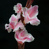 Egrow,Garden,Plant,Gladiolus,Flowers,Aerobic,Indoor,Potted,Sword,Flower,Seeds,Bonsai