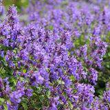 Egrow,Lavender,Seeds,Purple,Flowers,Indoor,Table,Decorations,Lavender,Plants