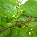 Egrow,Camphor,Seeds,Camphor,Semente,Plant,Cinnamomum,Camphora,Chinese,Camphor