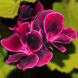 Egrow,Univalve,Geranium,Seeds,Perennial,Flower,Pelargonium,Seeds,Indoor