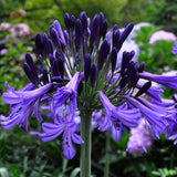 Egrow,Agapanthus,Seeds,Agapanthus,Africanus,Bonsai,Garden,Flower,Drought,Tolerant