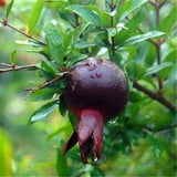 Egrow,Black,Pomegranate,Seeds,Garden,Delicious,Fruit,Bonsai,Seeds