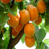 Egrow,Apricot,Seeds,Garden,Orchard,Green,Plants,Edible,Fruit,Seeds