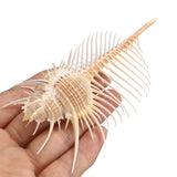Natural,Murex,Pecten,Shell,Conch,Coral,Snail,Ornament,Decorations