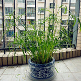Egrow,Cyperus,Seeds,Cyperus,Alternifolius,Bonsai,Water,Aquatic,Pltion,Bonsai,Beauty,Hydroponics,Plant,Bonsai