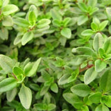 Egrow,Thyme,Seeds,Green,Lemon,Thyme,Grass,Bonsai,Garden,Plant,Vegetable,Bonsais,Thymus,Citriodorus,Mosquito,Repelling,Creeping