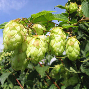 Egrow,Seeds,Humulus,Lupulus,Brewing,Plant,German,Magnum