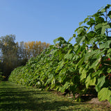 Egrow,Paulownia,Seeds,Garden,Potted,Paulownia,Plants