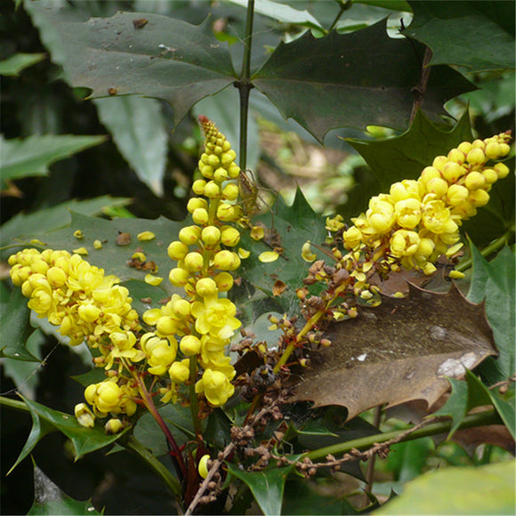 Egrow,Mahonia,Seeds,Mahonia,Bealei,Plant,Mahonia,Fortunei