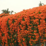 Egrow,Orange,Campsis,Grandiflora,Seeds,Pyrostegia,Perennial,Climbing,Garden,Decorations