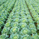 Egrow,Giant,Cabbage,Seeds,Organic,Vitamin,Vegetables,Seeds,Courtyard,Plants