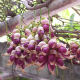 Egrow,Mucuna,Birdwoodiana,Seeds,Flower,Seeds,Garden,Decoration