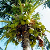 Egrow,Coconut,Seeds,Perennial,Bonsai,Juicy,Fruit,Plants,Garden,Planting