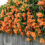 Egrow,Orange,Campsis,Grandiflora,Seeds,Pyrostegia,Perennial,Climbing,Garden,Decorations