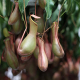 Egrow,Nepenthes,Seeds,Balcony,Garden,Potted,Plants,Seeds,Carnivorous,Plants,Seeds