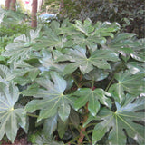 Egrow,Fatsia,Seeds,Ornamental,Plant,Fatsia,Japonica,Bonsai,Shrub