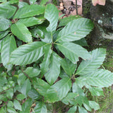 Egrow,Glauca,Seeds,Chinese,Glauca,Cyclobalanopsis,Glauca