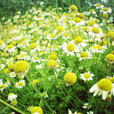 Egrow,Exotic,Chamomile,Bonsai,Seeds,Flower,Plant,Outdoor,Indoor,Blooming,Garden,plant