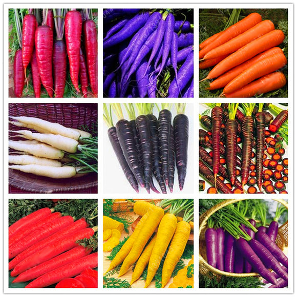 Egrow,Colorful,Carrot,Seeds,White,Purple,Origanic,Healthy,Vegetable,Plant