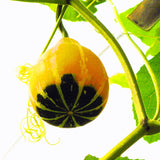 Egrow,Pumpkin,Seeds,Edible,Chinese,Rainbow,Vegetable,Fruit,Bonsai,Seeds