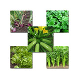 Egrow,Kinds,Mixed,Vegetable,Seeds,Green,Organic,Vegetable,Seeds,Edible,Planting