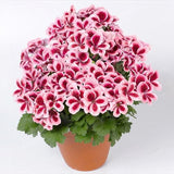 Egrow,100Pcs,Geranium,Seeds,Variegated,Geranium,Flowers,Winter,Bonsai,Garden,Potted,Plants