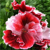 Egrow,Geranium,Garden,Potted,Flower,Seeds,Pelargonium,Plant,Bonsai,Outdoor,Flower,Seeds