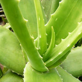 100Pcs,Seeds,Garden,Vegetables,Fruit,Edible,Beauty,Cosmetic,Bonsai,Plants,Seeds