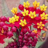 Egrow,Milkweed,Seeds,Asclepias,Curassavica,Flower,Bonsai,Garden,Plant