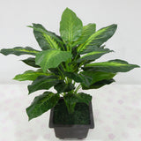 Lifelike,Leaves,Evergreen,Artificial,Plant,Simulation,Flowers,Potted,Flower,Decor