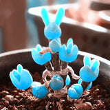 Egrow,Succlent,Seeds,Monilaria,Obconica,Rabbit,Living,Lithops,Flowers,Seeds