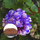 Egrow,Geranium,Seeds,Appleblossom,Rosebud,Pelargonium,Perennial,Garden,Flower,Seeds