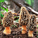 Egrow,Morel,Mushroom,Strains,Seeds,Garden,Planting,Edible,Eryngii,Vegetable,Seeds