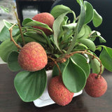 Litchi,Seeds,Summer,Delicious,Fruit,Litchi,Seeds,Nutritious,Delicious,Fruit,Seeds
