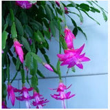 Egrow,Zygocactus,Truncatus,Seeds,Schlumbergera,Plants,Indoor,Potted,Plants