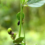 Egrow,Fructus,Psoraleae,Seeds,Fructus,Psoraleae,Semente,Plant,Chinese,Malaytea,Scurfpea