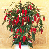 Egrow,Pepper,Seeds,Chilli,Pepper,Capsicum,Vegetable,Bonsai,Plants,Garden