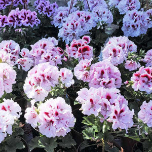 Egrow,Univalve,Geranium,Seeds,Perennial,Flower,Pelargonium,Seeds,Indoor