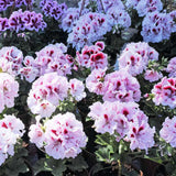 Egrow,Univalve,Geranium,Seeds,Perennial,Flower,Pelargonium,Seeds,Indoor