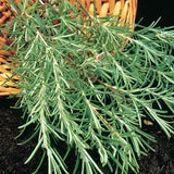 Egrow,Rosemary,Seeds,Garden,Terrace,Indoor,Potted,Bonsai,Vanilla,Plants,Seeds