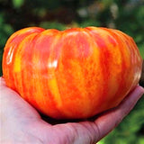 Egrow,Green,Yellow,Tomato,Greenhouse,Potted,Organic,Vegetable&,Fruit,Seeds